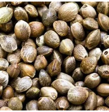 Fresh Hemp Seeds